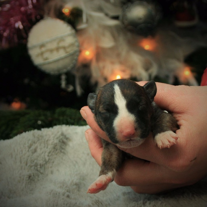 de la Galaxie Ezaï - Chiots disponibles - Bull Terrier