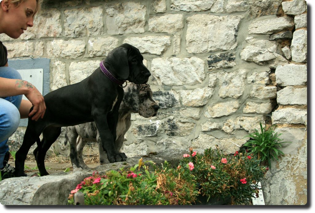 de la Galaxie Ezaï - Chiots disponibles - Dogue allemand