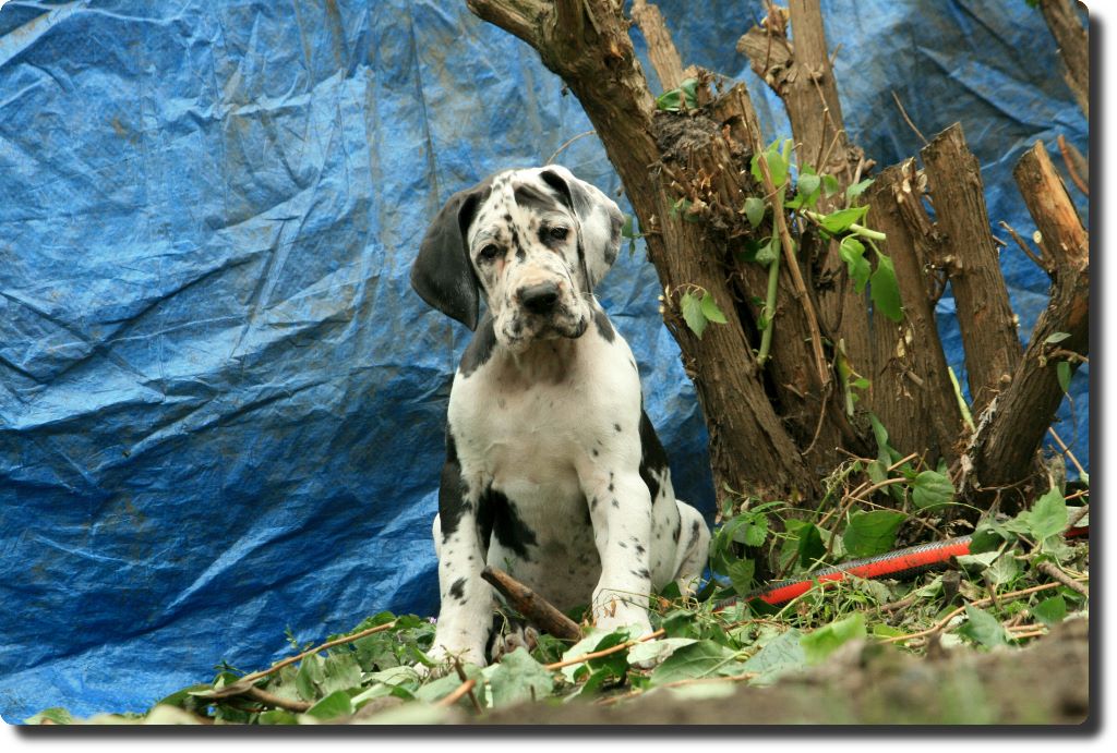 de la Galaxie Ezaï - Chiots disponibles - Dogue allemand